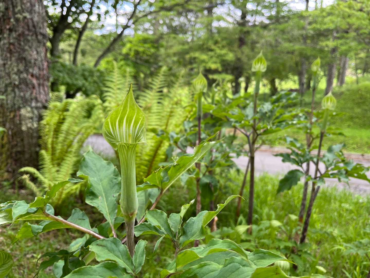 テンナンショウ