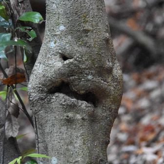 トトロコース案内