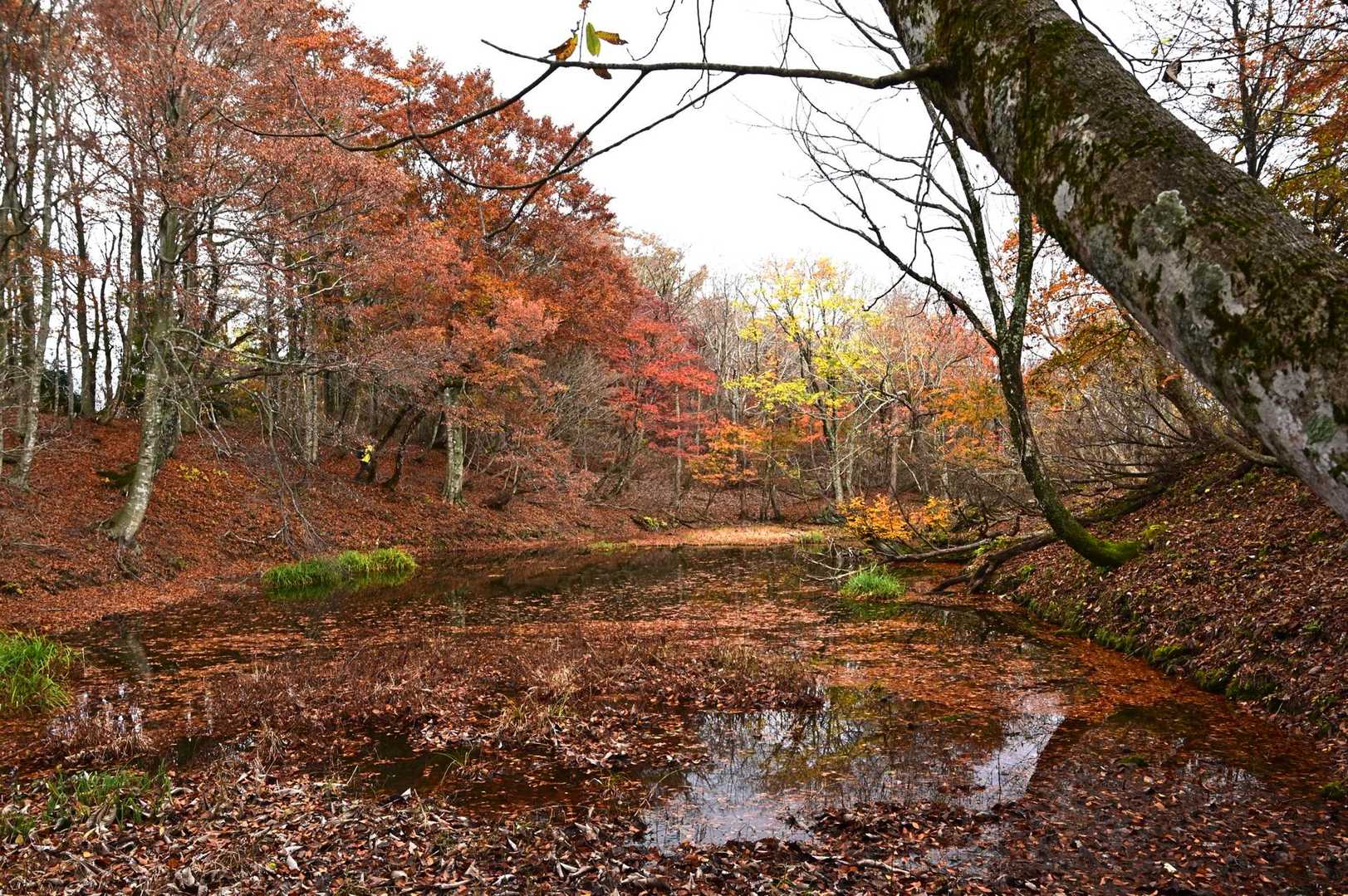 野見ヶ岳 往復コースの写真
