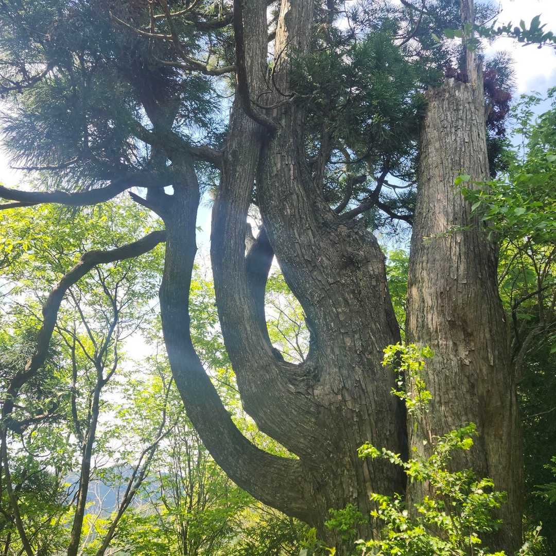 佐々里峠-雷杉-小野村割岳 往復コースの写真