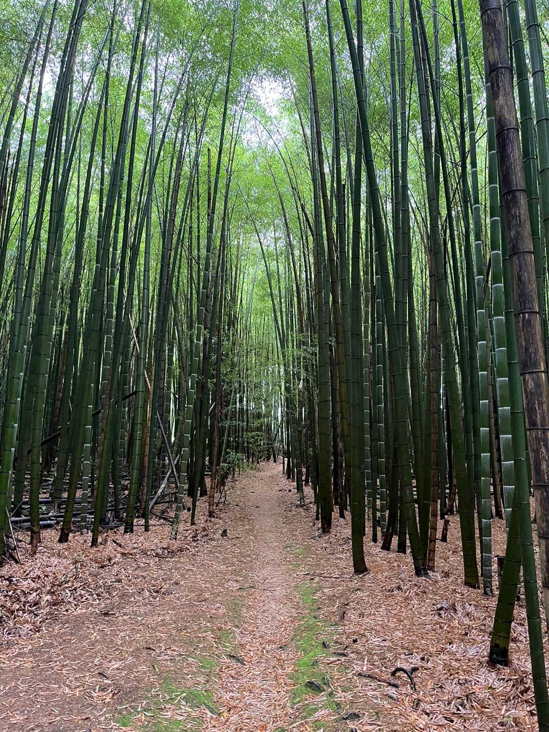 市辺駅-船岡山登山口-船岡山-船岡山登山口-十三仏登山口- 縦走コースの写真