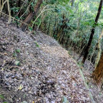 落ち葉の堆積と崩れた崖の土で足が取られる。
１回こけた。