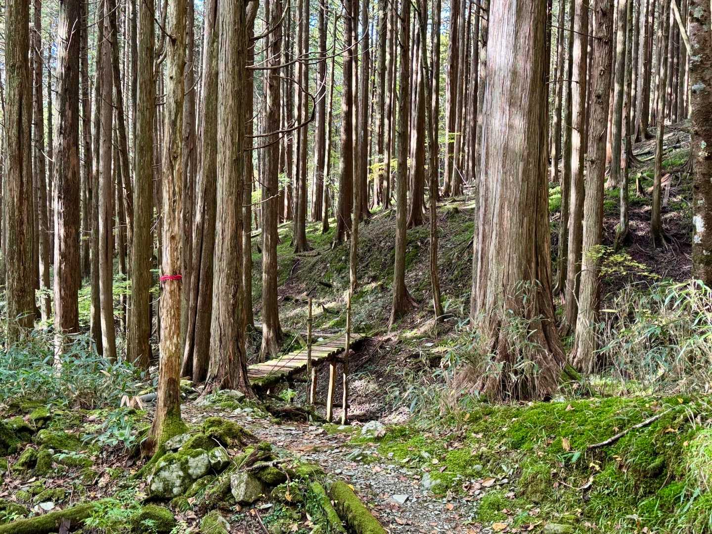橋を渡り