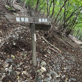 観察路と言うのはこんなに険しいルートだったんだ…