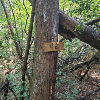 蟹足岳から八方ヶ岳へのルートは一転穏やかなルート。
途中にあった前岳。
看板なかったらスルーするよ💦