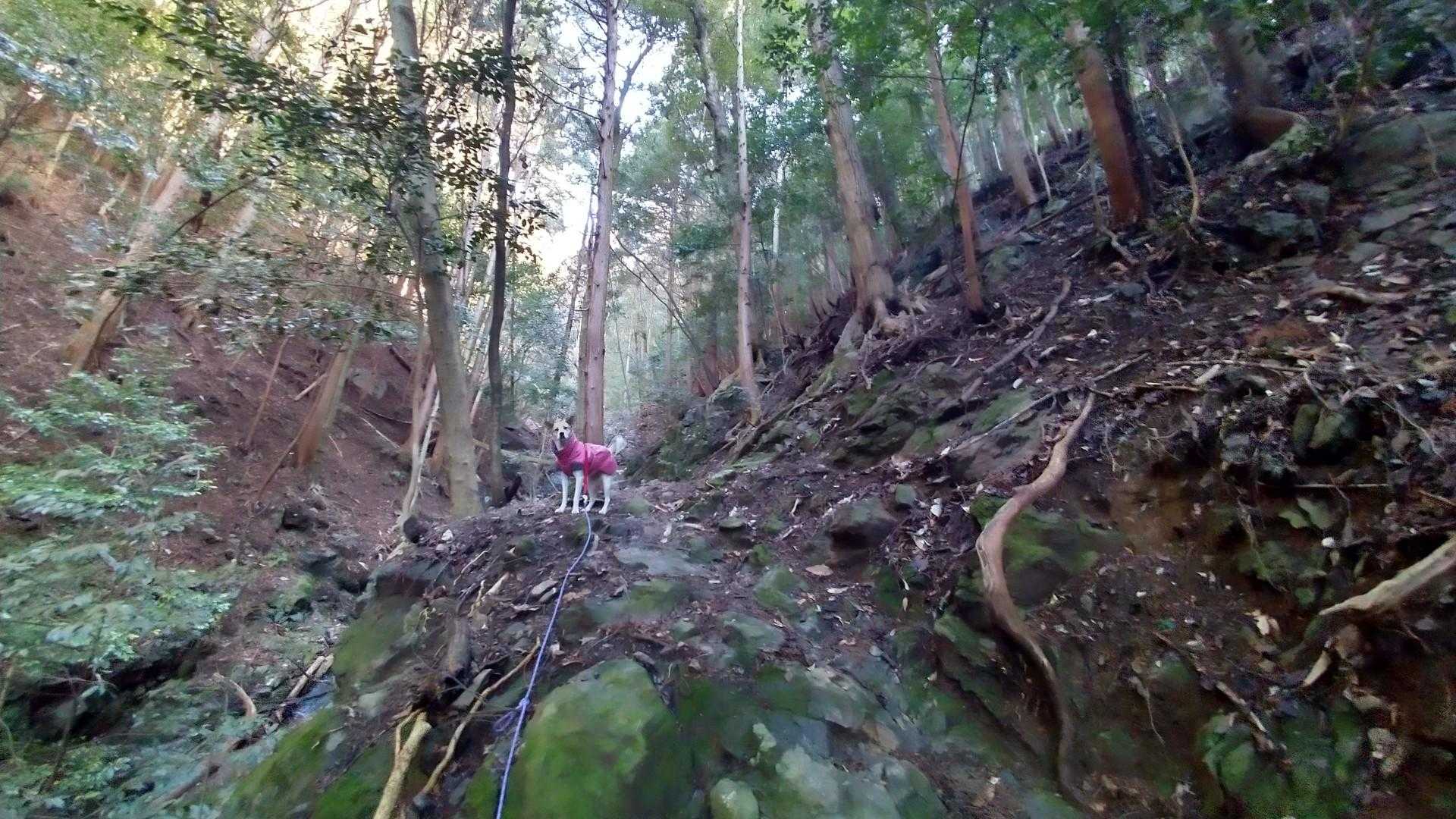 登りは沢沿いの道。
蕪山のような感じ
