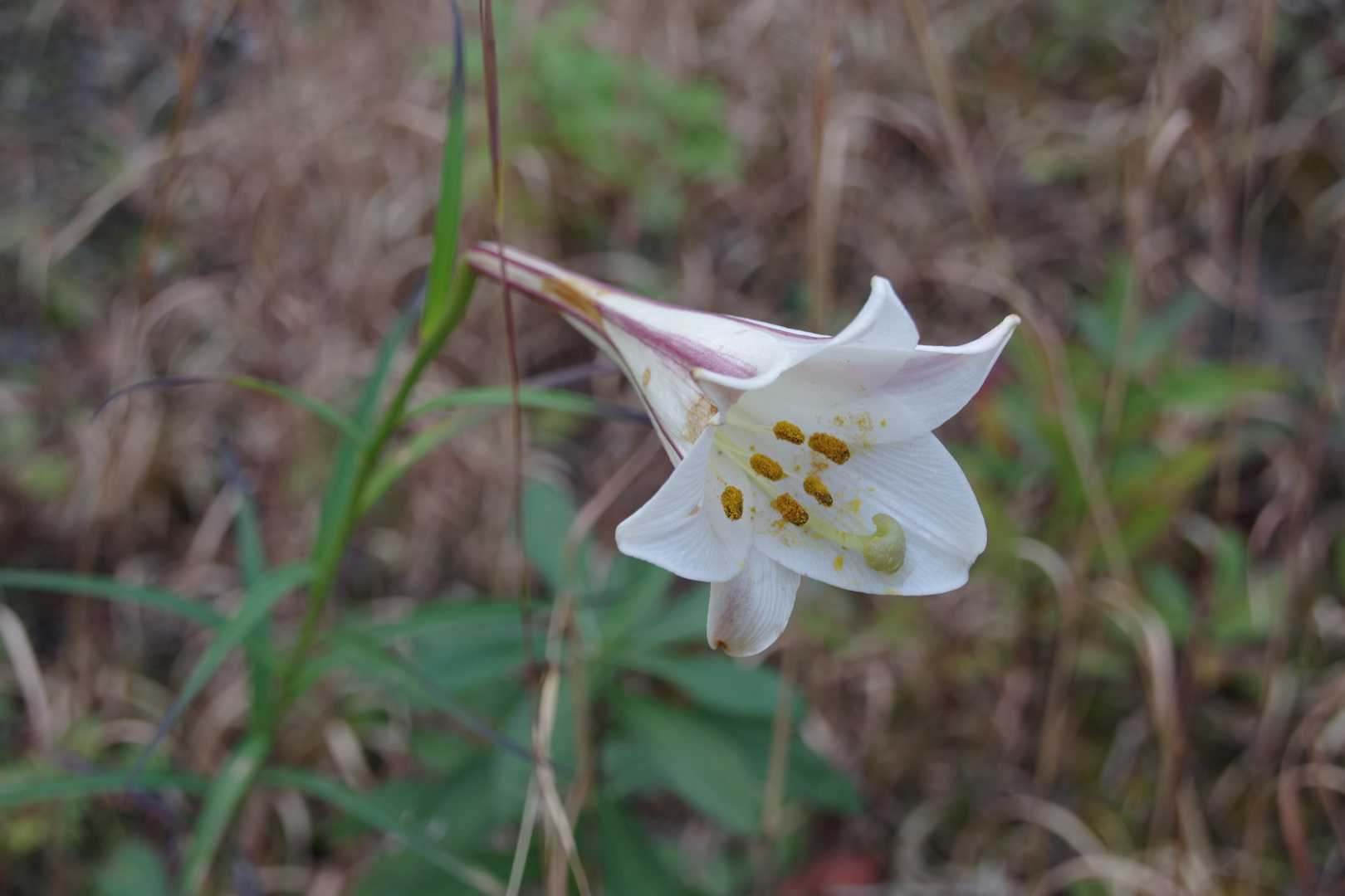 菩堤寺山 周回コースの写真