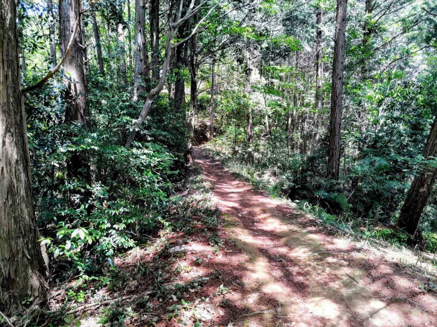 途中から山に入る🌲