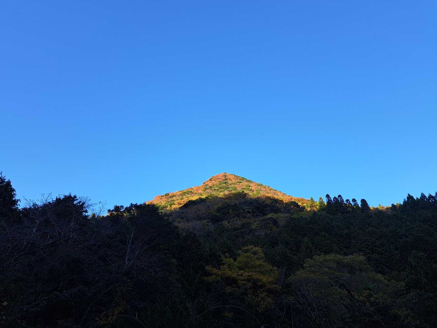 林道から谷山…たぶん