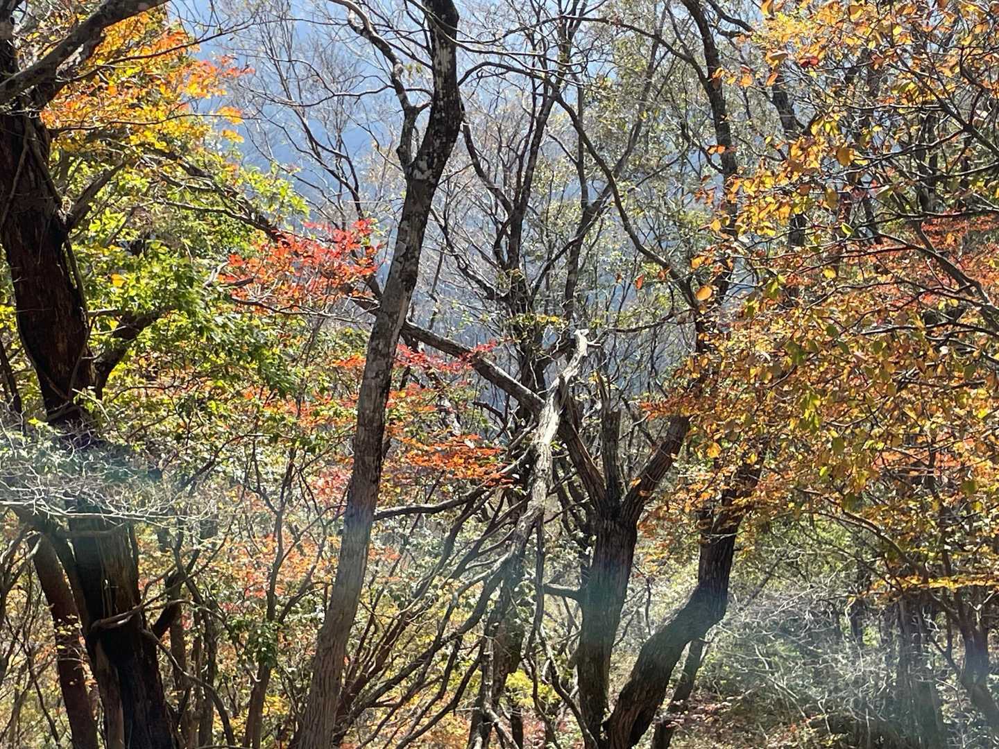 紅葉🍁⑤