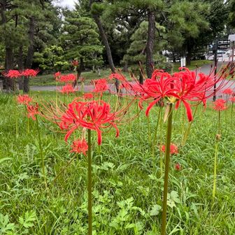 彼岸花