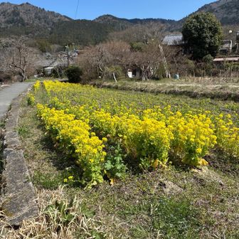 菜の花のビタミンイエロー💛で今日の歩き疲れを癒してもらいました🎶
無事に下山出来たことに今日も感謝です🙇‍♀️