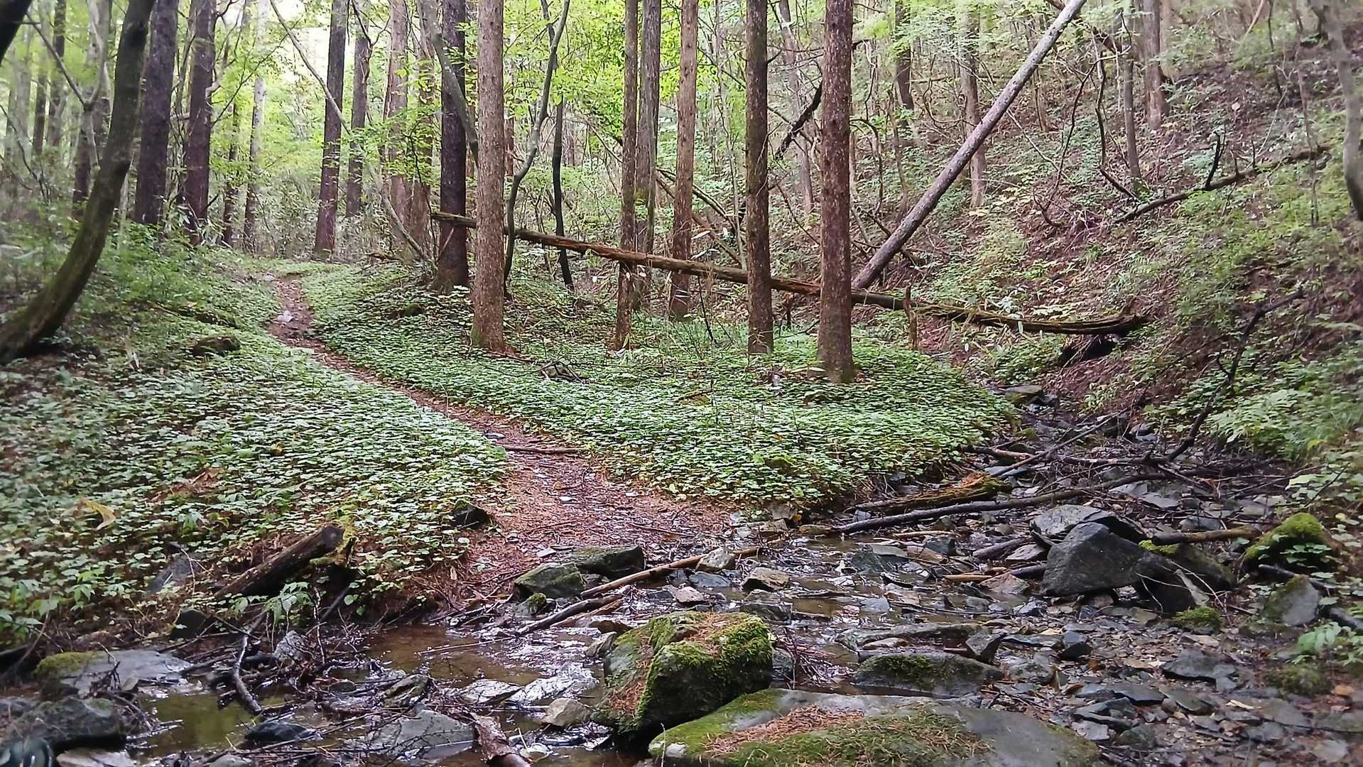 登山口からすぐの場所だけど好きな風景だよ