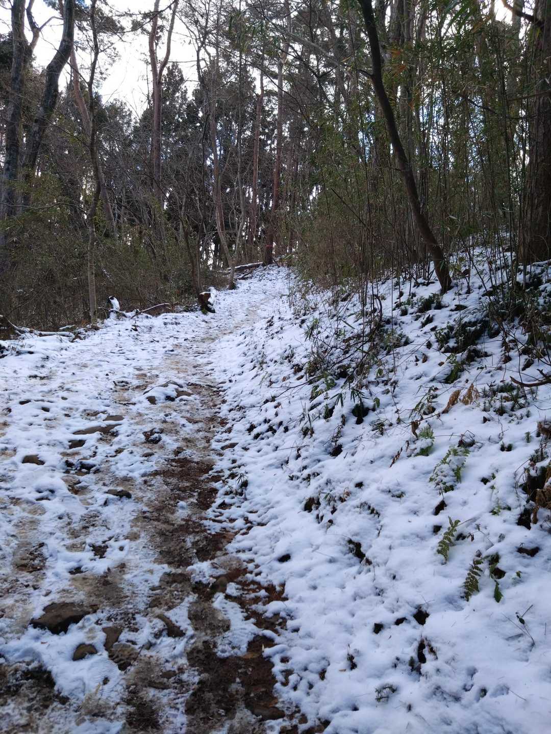 一番雪があったところでこのくらいです
