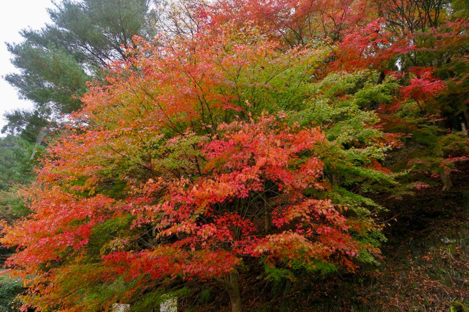 紅葉🍁
