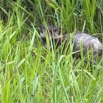 たぬきかな？
おつかれさまでした