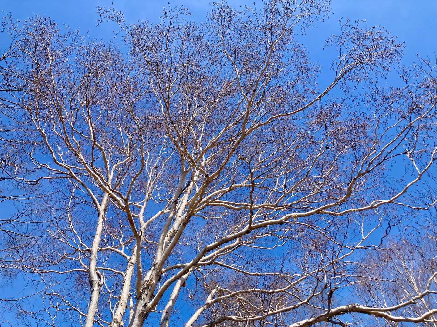 ダケカンバ？林も爽やか🌲