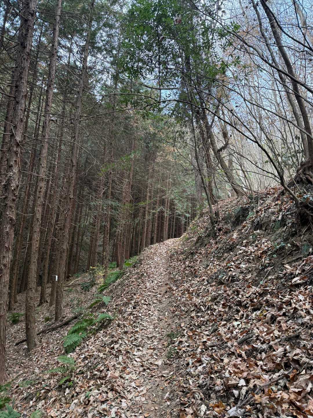 アスファルトの道が終わり
山道になりました😀✨