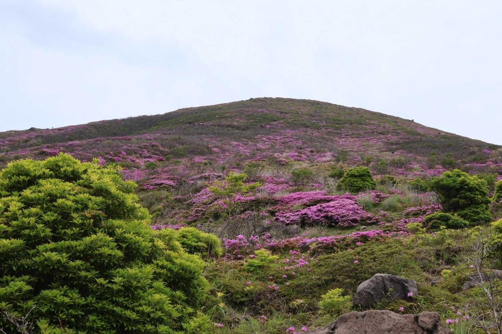 岩🪨登りながらも、楽しめる🌸