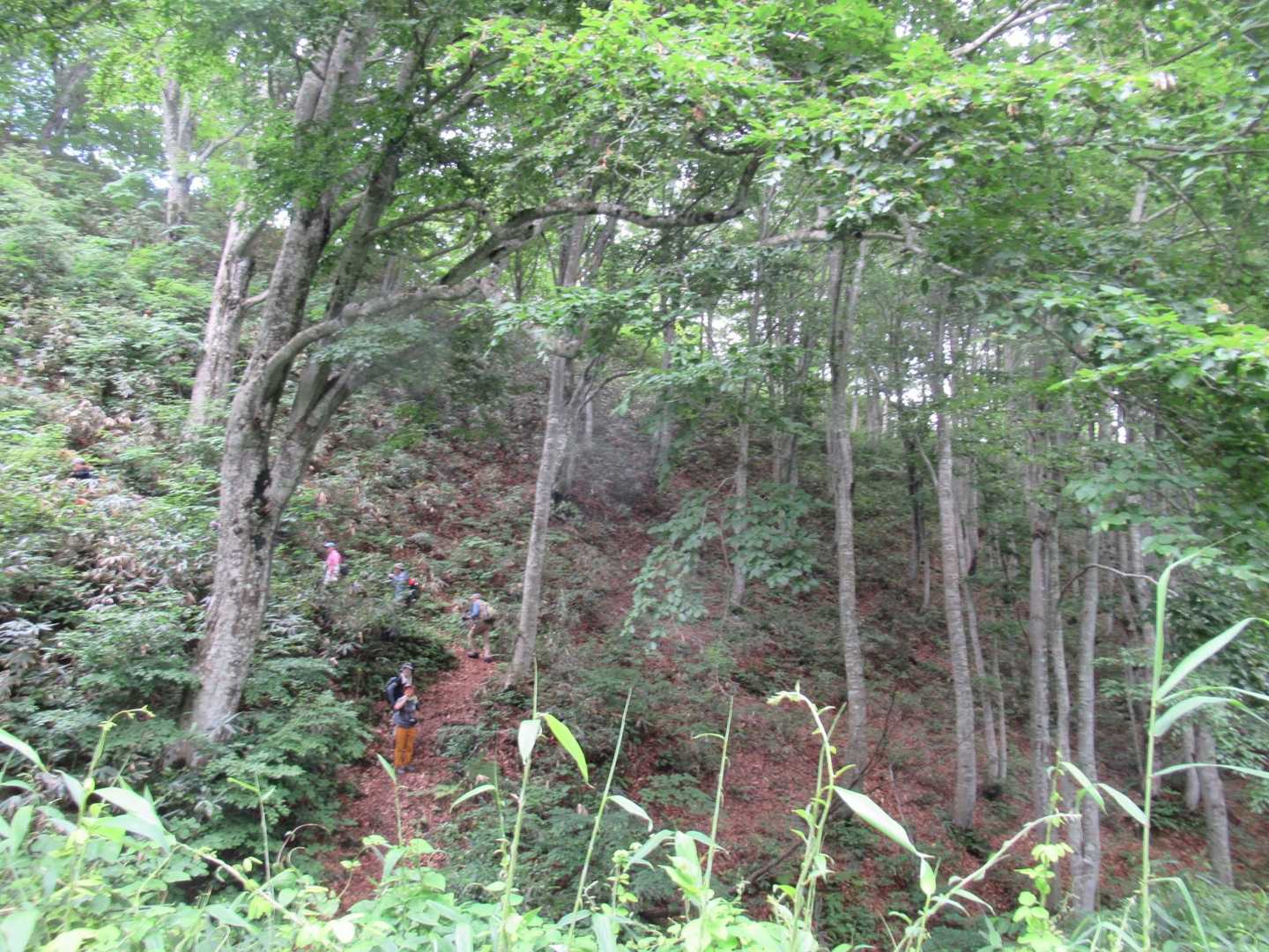 後半になって登山道ぽくなってきた
綺麗😊