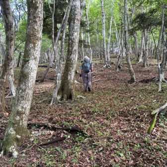 ここまで登ってきたら、ちょっと脊梁っぽい⁉️
