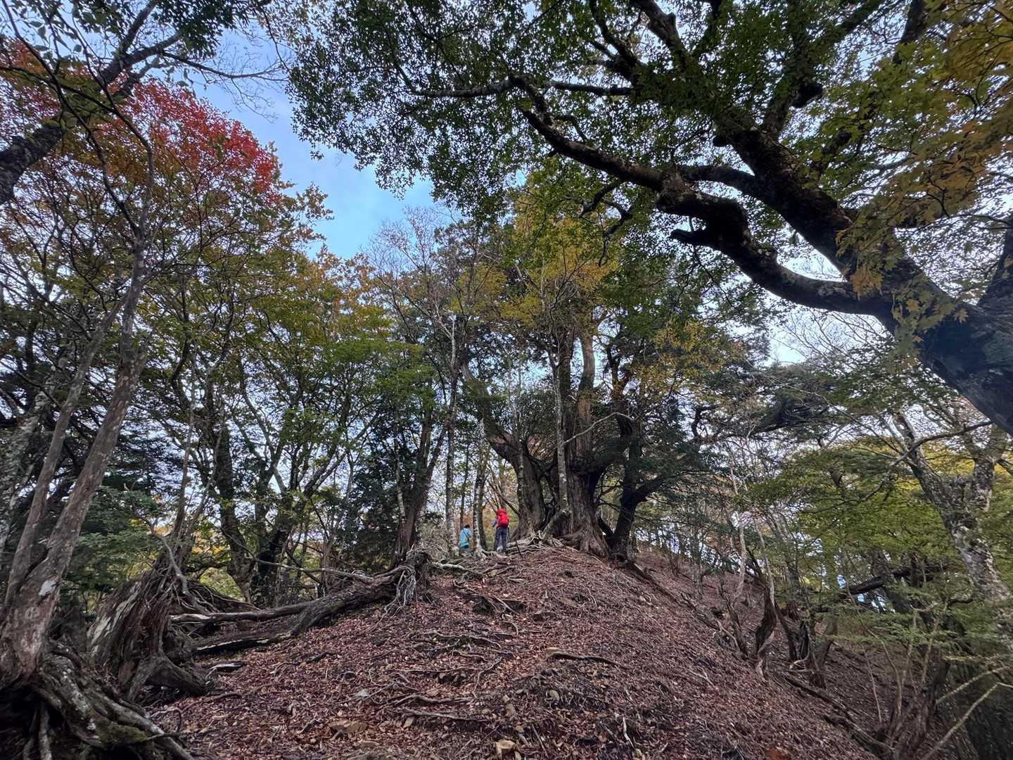 巨木が見える🌲