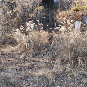 正面のススキのところから上がっていきます
