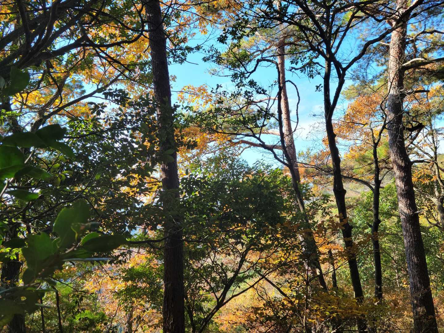 平成山-高曝山 周回コースの写真