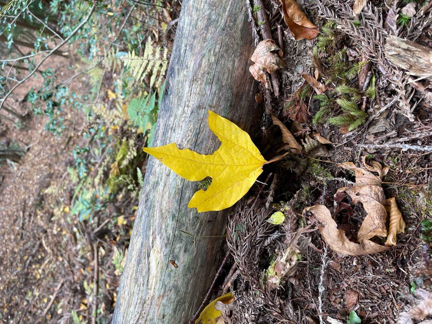黄葉💛
