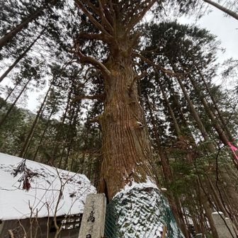高見杉から強い生命力を感じます🌲