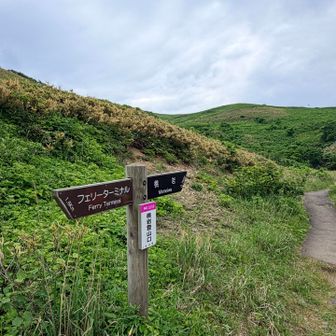 ここから本格的なお花畑🌸
