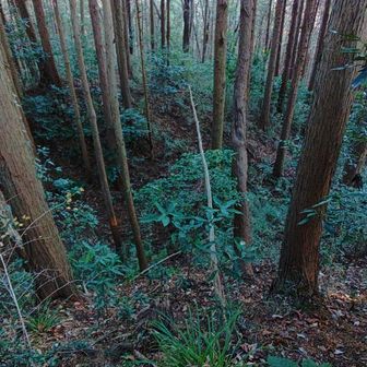 城跡らしく堀切のような地形もありました