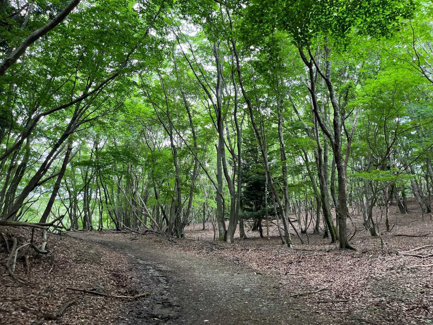 硯上山 往復コースの写真