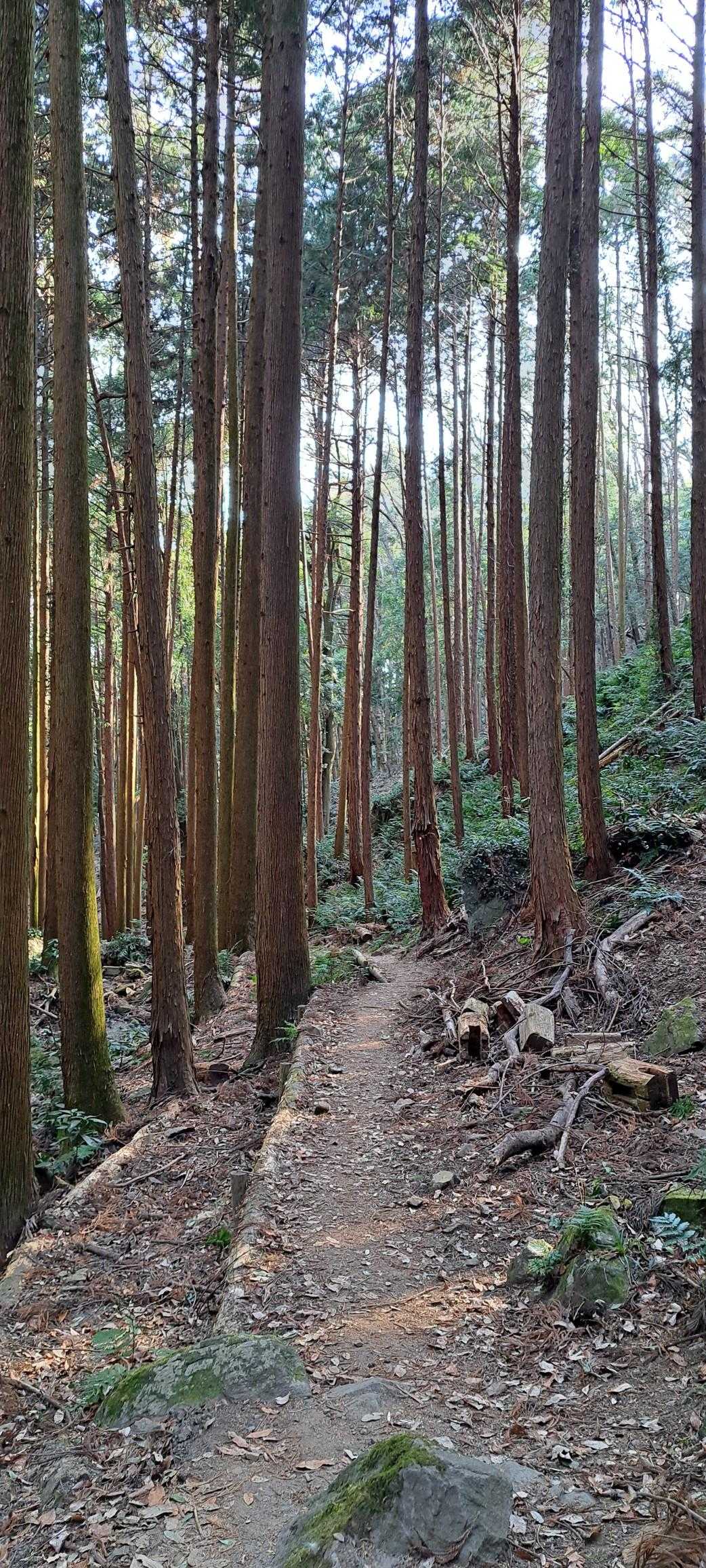 朝日峠ハイキングコース入口-小町山登山口入口-小町山 往復コースの写真