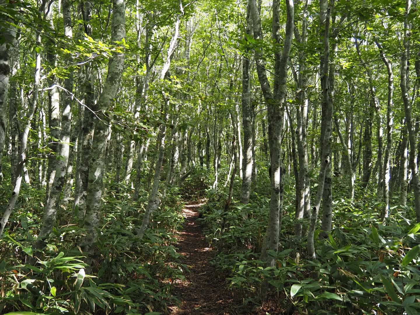 陽がさして青々とした登山道