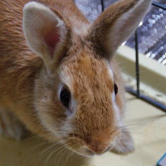 四国花図鑑alpha