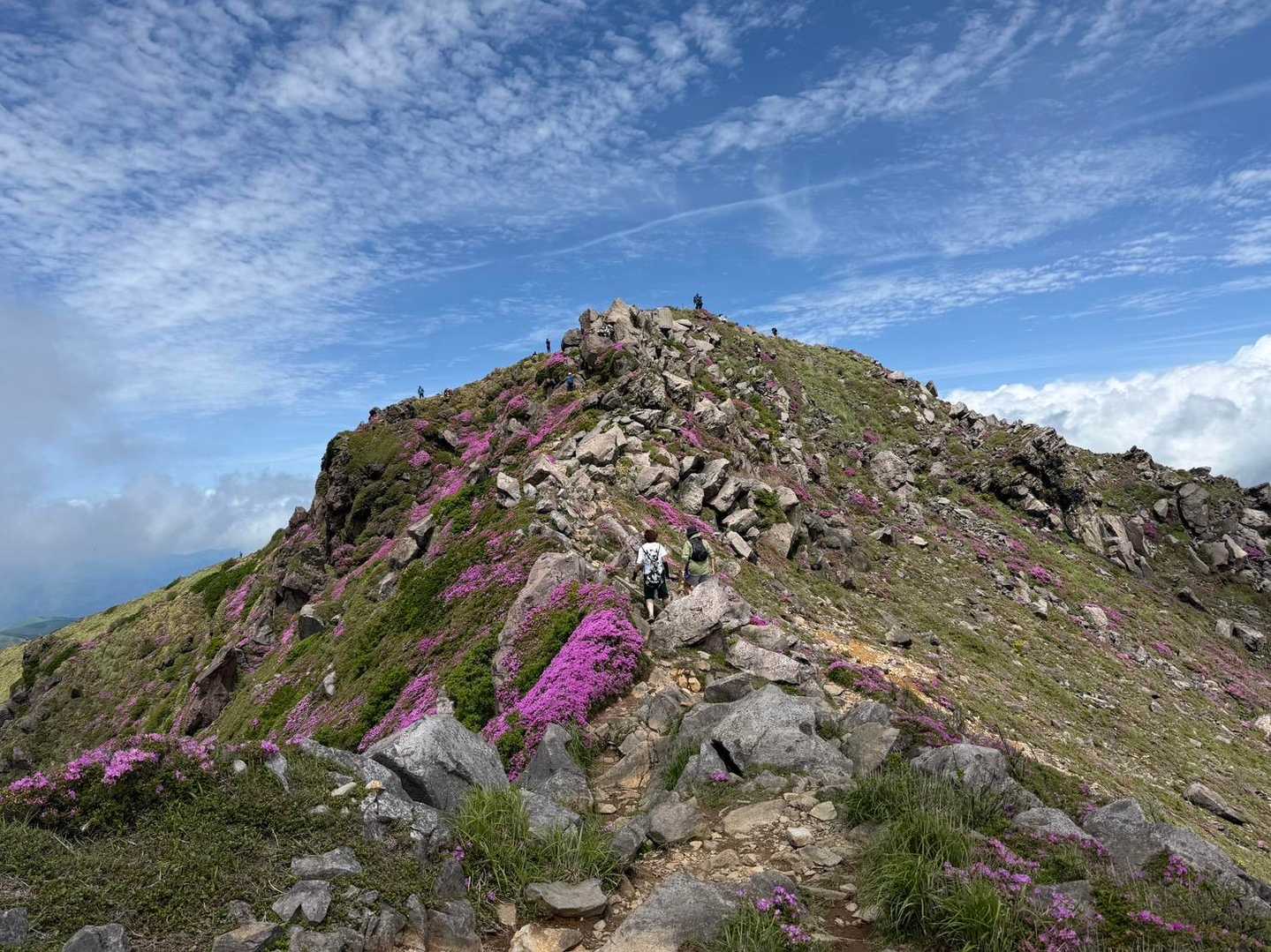 星生山・久住山、今年の深山霧島🌸お祭りだった🙌 / そあら🐶の登山