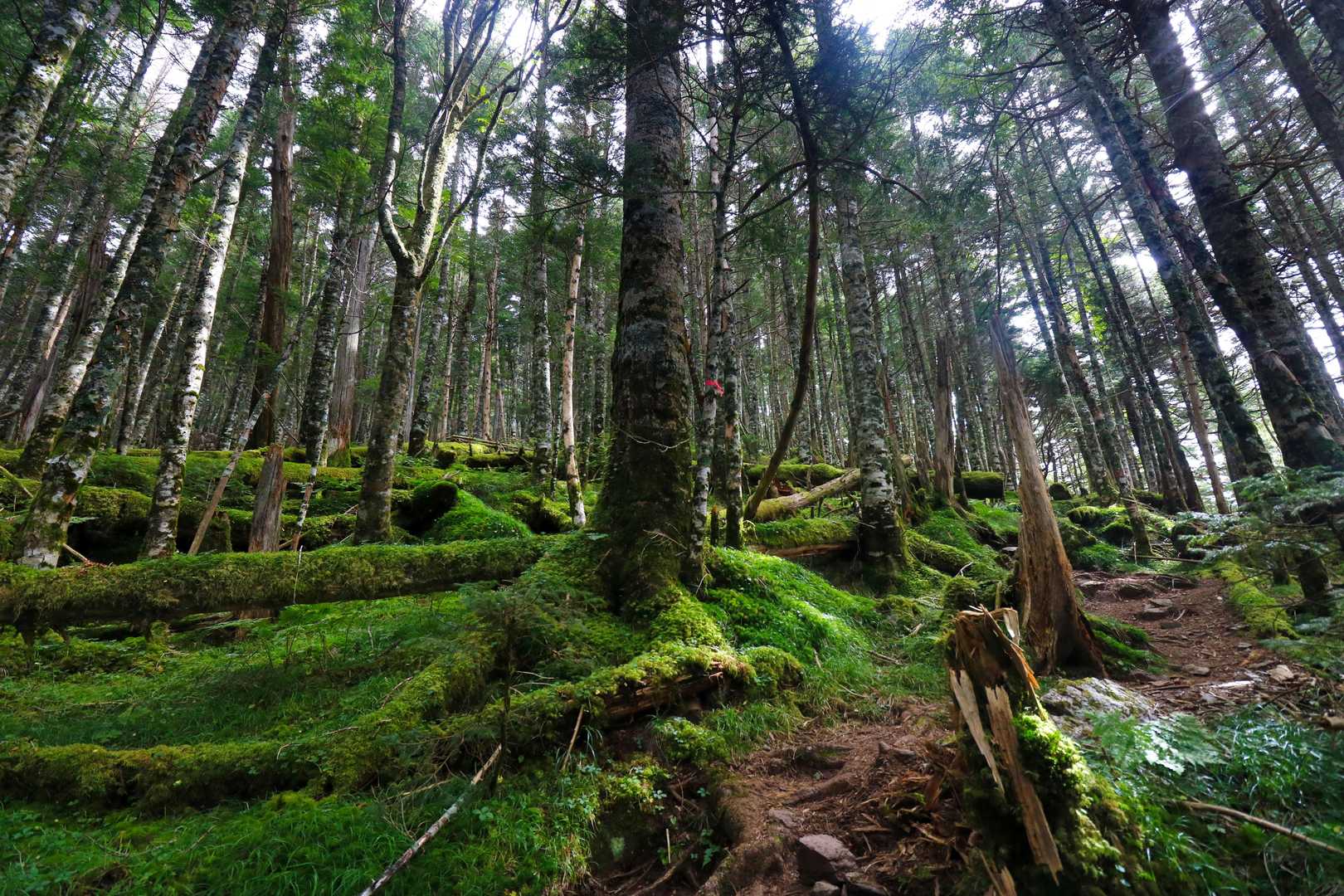 あとはひたすら降ります。
苔が素晴らしい。
