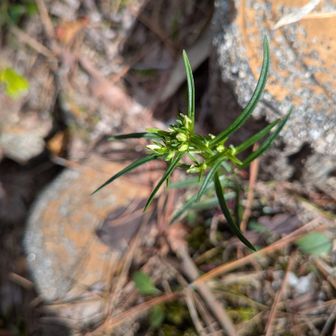 雪野山断念を決め、下り始めると、センブリです。
私はこのお花になんだか会えるような気がしていたので、嬉しかったです。

バスに乗る予定をタクシーに切り替え、🚙を止めた近江八幡駅に戻りました。

私にはソロでは寂しく歩けない山行でした。
皆さん、楽しかったよ。
ありがとうございました。