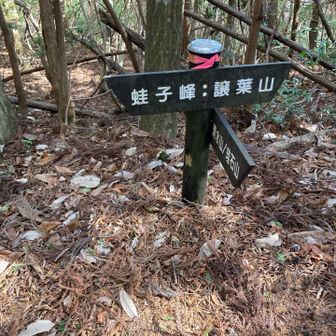 いつか譲葉山のほうも行ってみたい