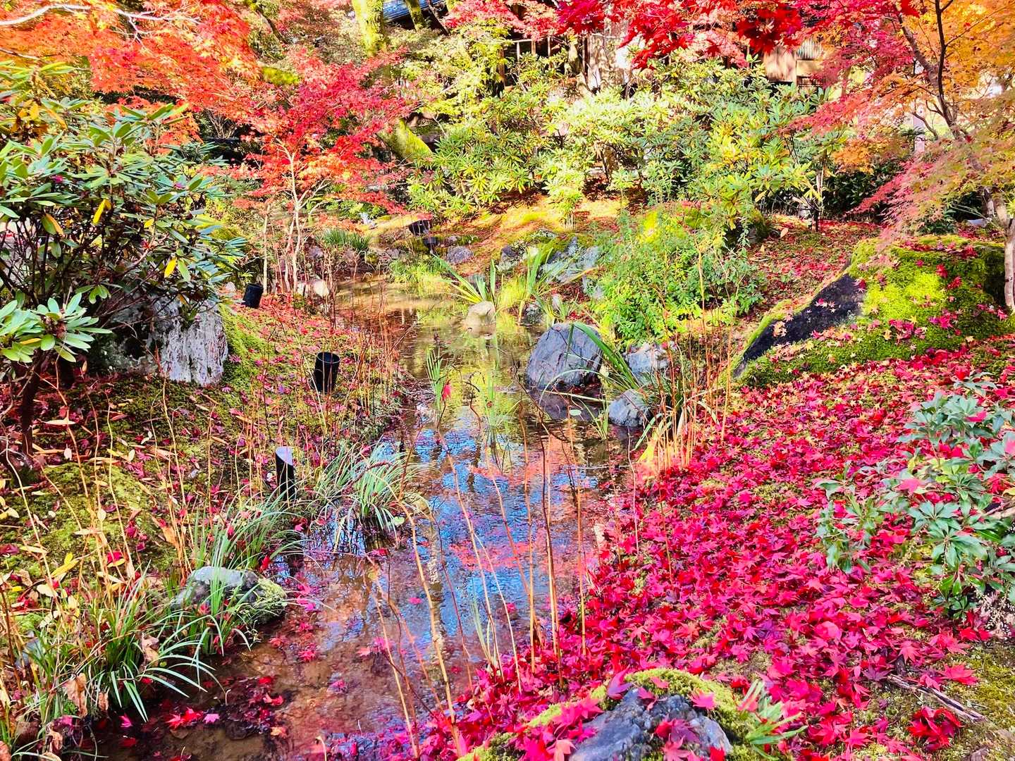 栂尾町バス停-槙ノ尾バス停-六丁峠 縦走コースの写真