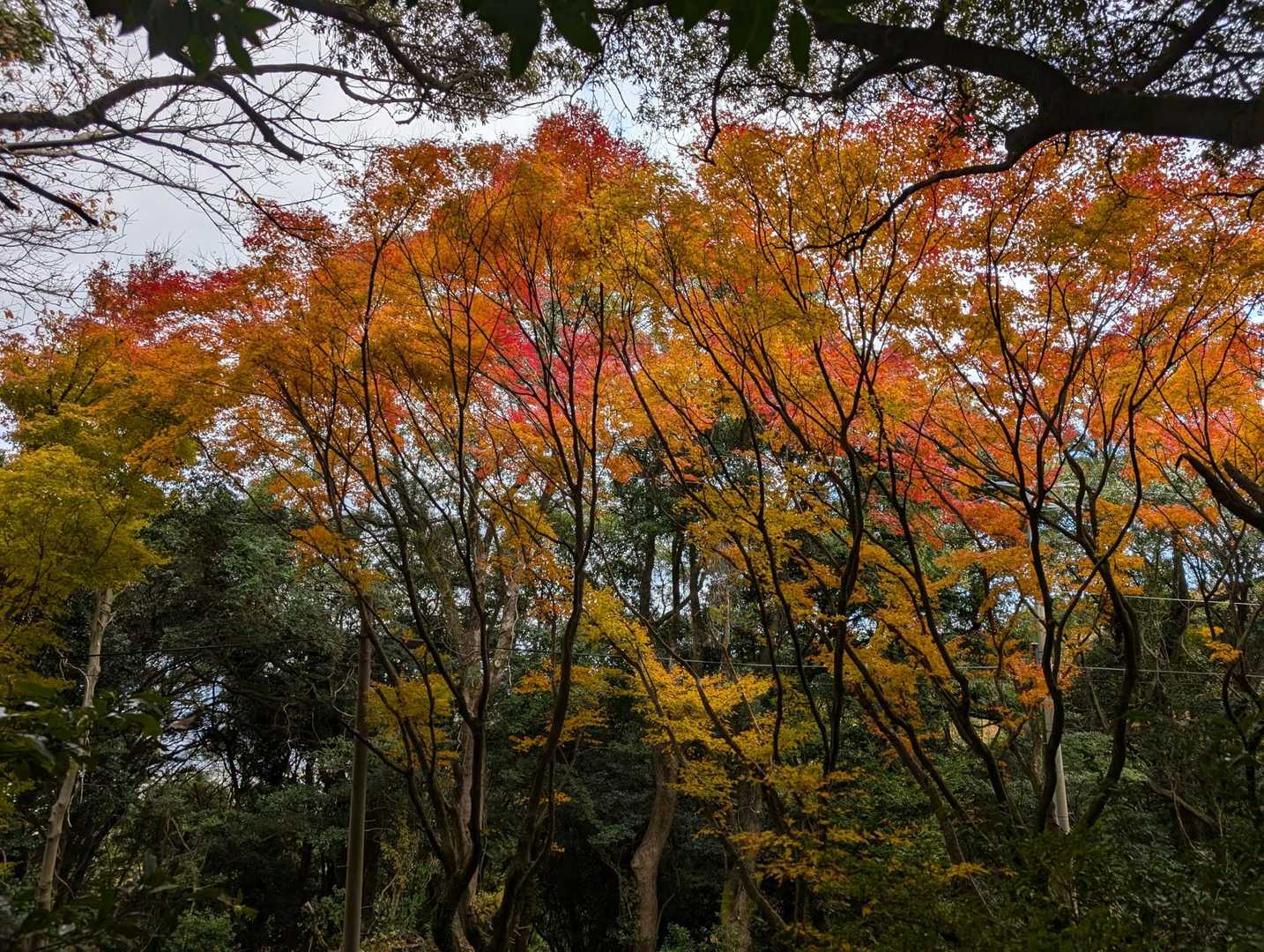 高良山往復 | 季節の草花が彩る高良大社参拝コースの写真