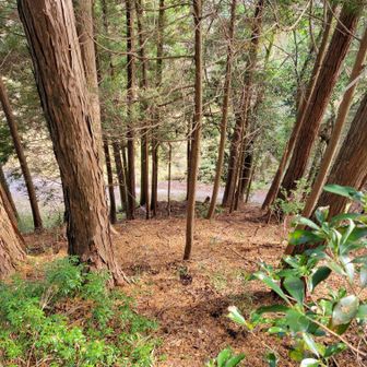 ヤクシ山の麓付近は直下の下り坂💦