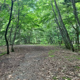 林道を歩いて