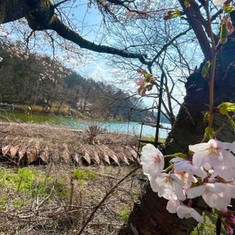 千代田湖🏞️
満開🌸
駐車場へ戻ってきた瞬間が実は1番好きだ🚗