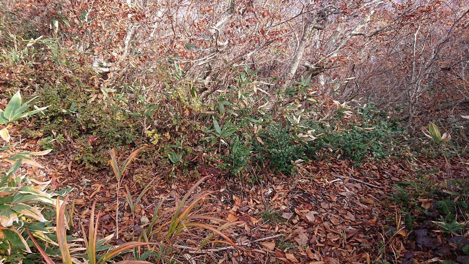 ここで分岐です。
中ノ岳は少し左に入らないと
山頂へはいけません。

帰りは右側になります。
ということで、お邪魔しますよ👍。