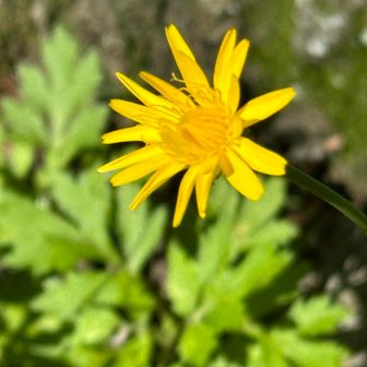 駐車場の「キバナ」がお迎えしてくれた…🌼