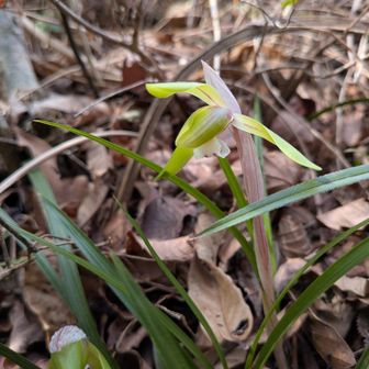 お目当ての春蘭💮💮
いらっしゃいました😊