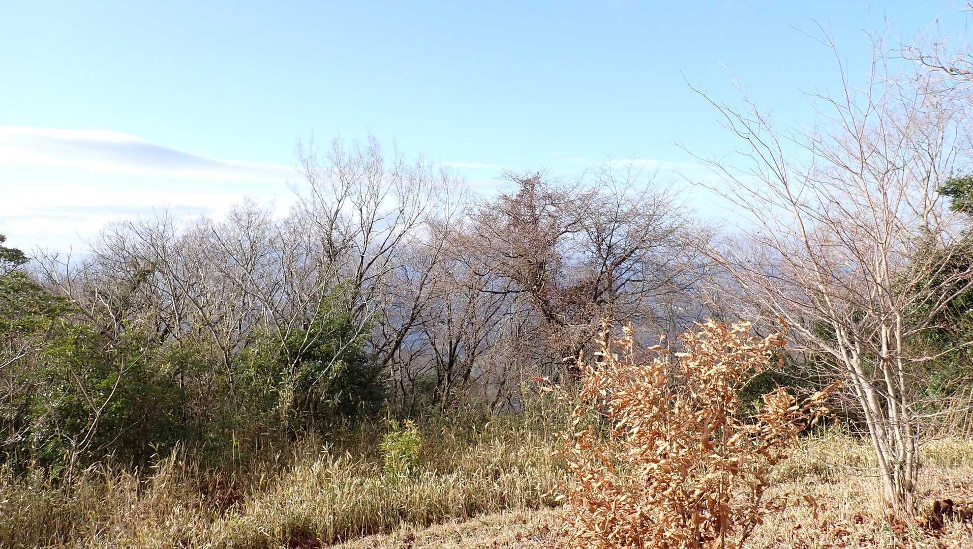 山頂周辺に山桜が多い。しかし、まだ咲いていない。
お楽しみはもう少し先。