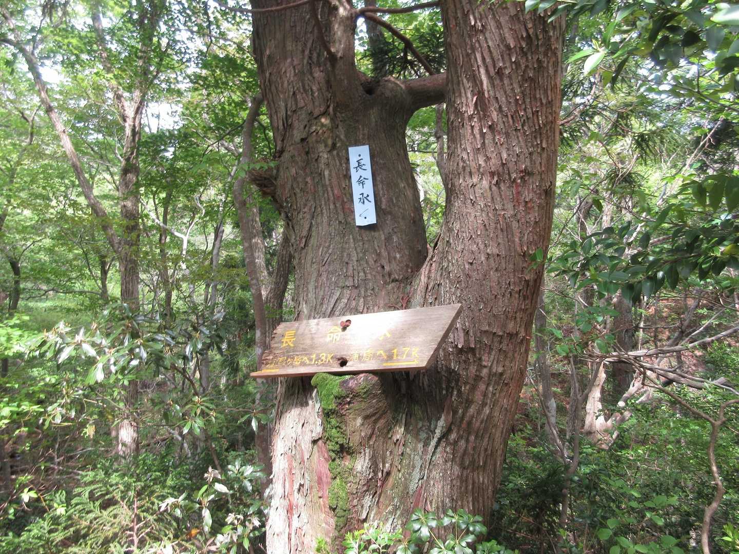 蠑螺ヶ岳登山口-蠑螺が岳 往復コースの写真